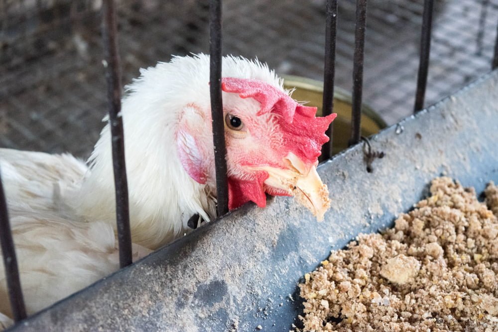Bệnh Cầu Trùng Trên Gà (Coccidiosis)