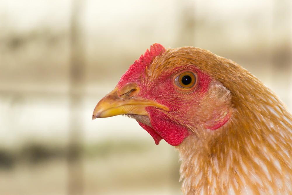 Bệnh Đậu Gà (Fowl Pox)