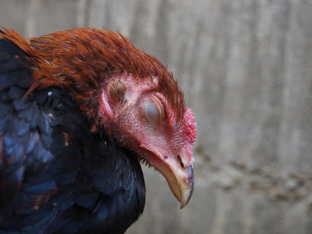 Bệnh Gumboro (Infectious Bursal Disease)