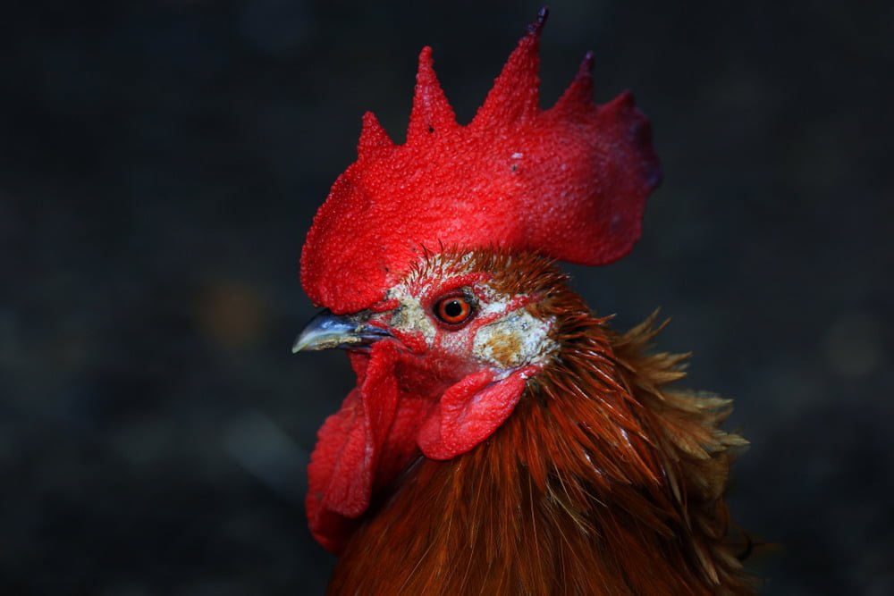 Bệnh Marek (Mareks Disease)