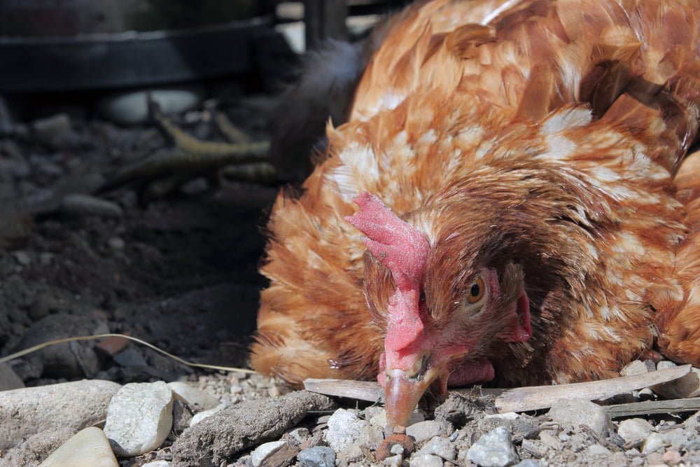 Bệnh Newcastle (Newcastle Disease)