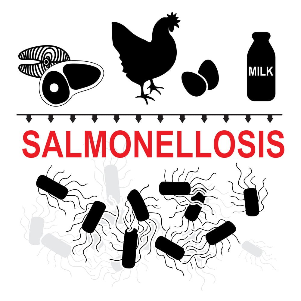 Bệnh Thương Hàn Gà Salmonellosis