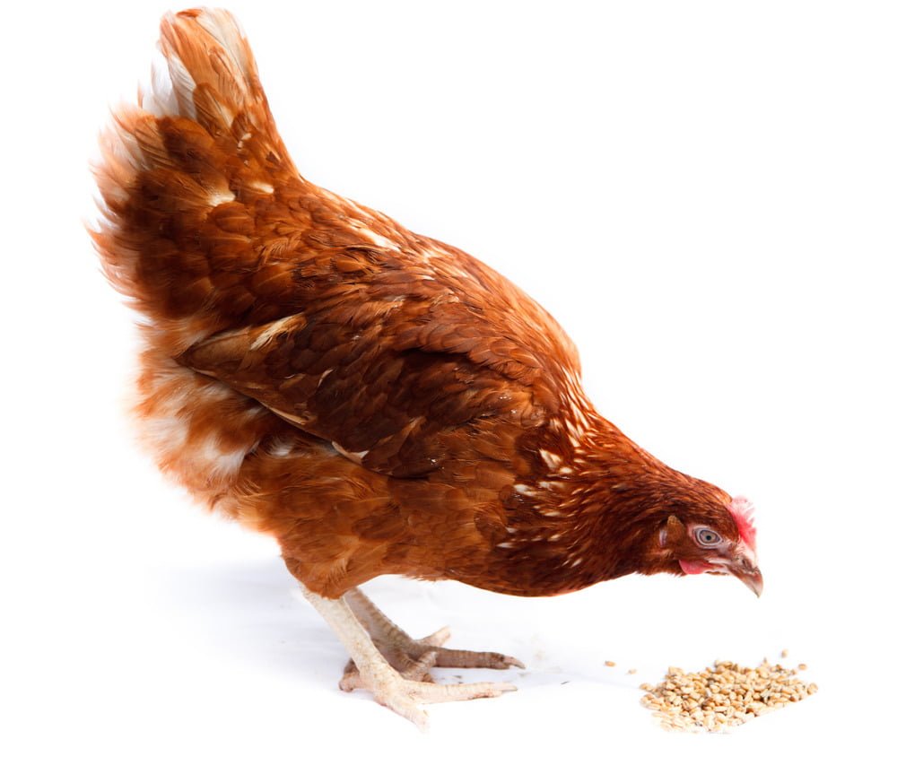 benh-tu-huyet-trung-gia-cam-fowl-cholera